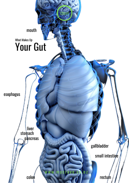 Gut Health: Listen to Your Gut